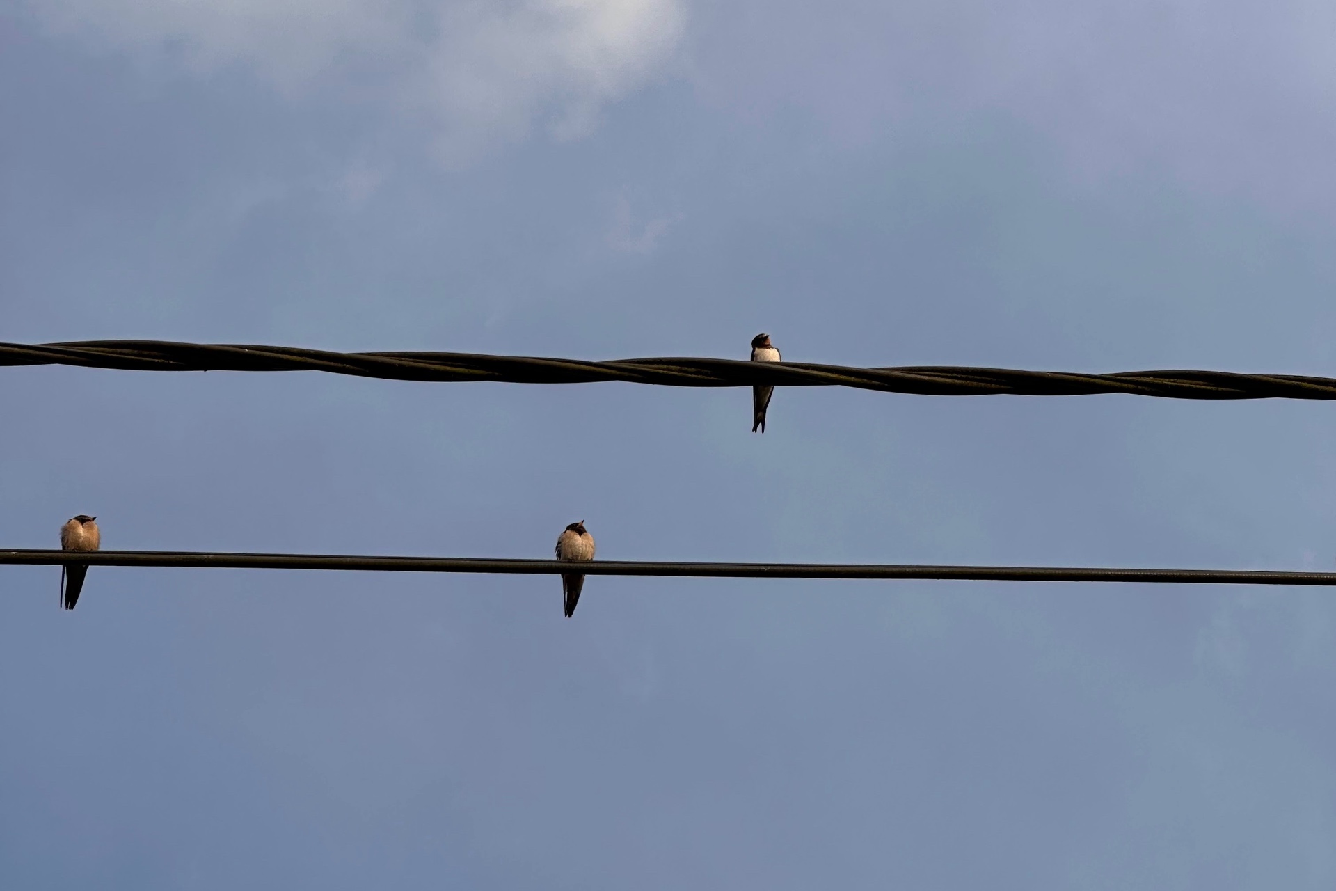 Twee zwaluwen op een elektriciteitsdraad tegen een blauwe lucht